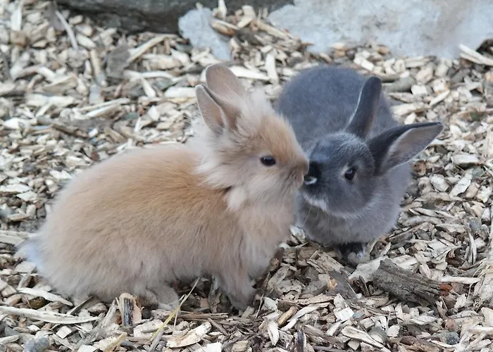 Bed & Breakfast Slangerupgaard